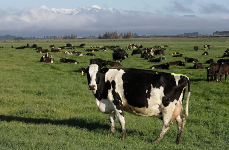 New Zealand proposes taxing cow burps, angering farmers