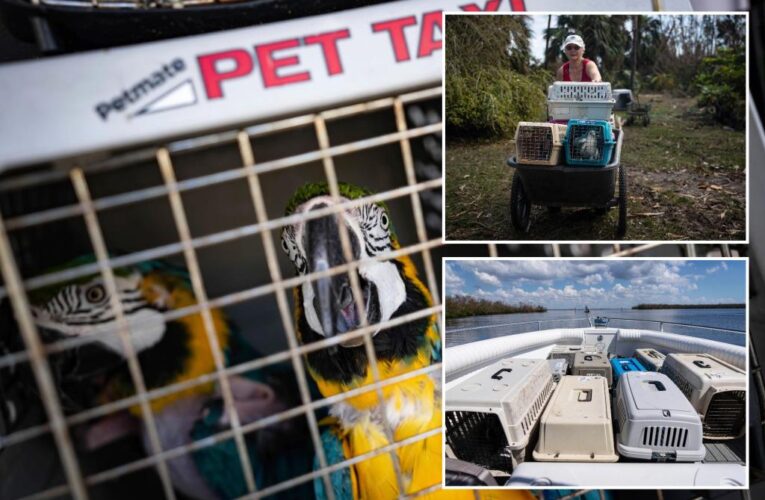 Rescuers save 250 parrots from Pine Island after Hurricane Ian