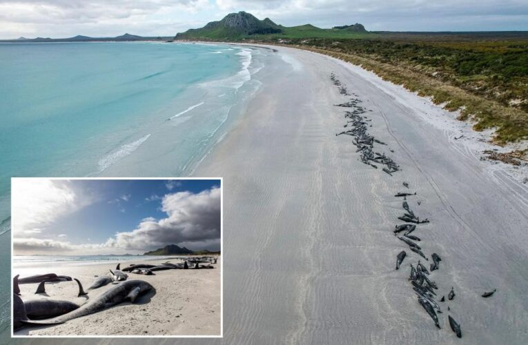 477 whales die in ‘heartbreaking’ New Zealand strandings