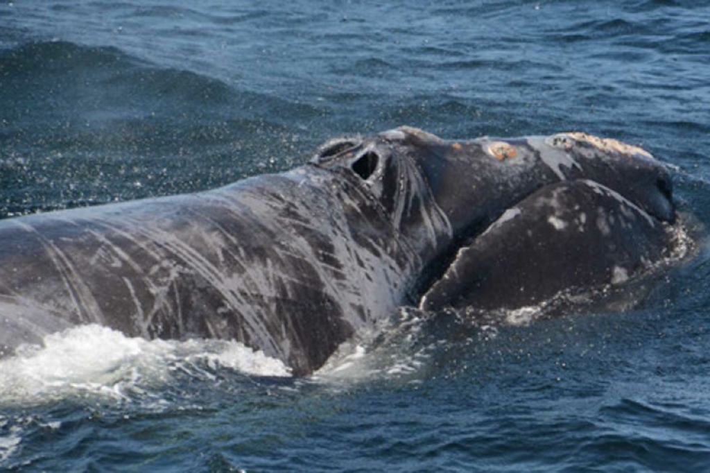 North Atlantic right whale