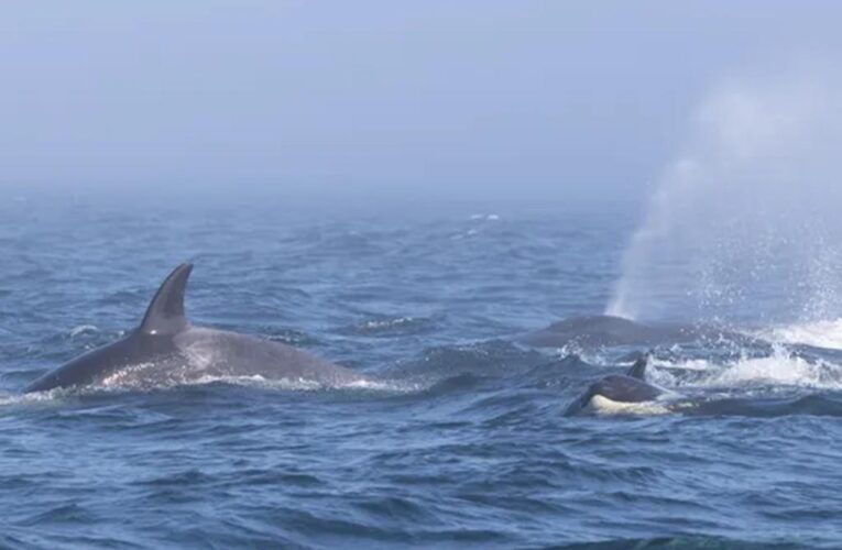 Orcas and humpback whales battle in Washington’s Salish Sea