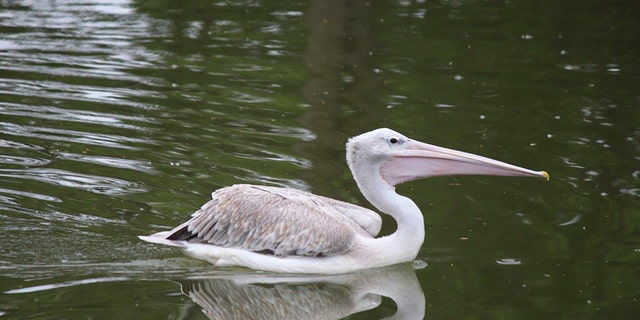 This undated photo provided by Omaha’s Henry Doorly Zoo and Aquarium shows a pink-backed pelican. The zoo has closed several exhibits and taken other precautions after one of its pelicans died from the bird flu on Thursday, Oct. 13, 2022. 