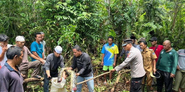 Members of the search party dissected the python and found the missing grandmother inside the reptile's stomach. 