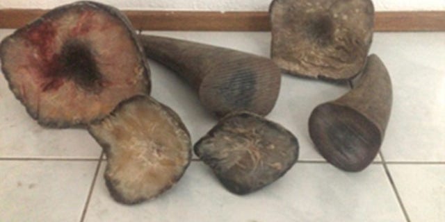 Rhino horns are incredibly rare after years of poaching.