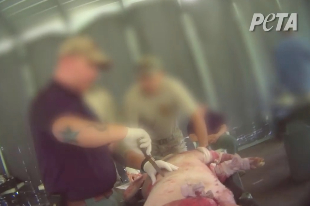 The graphic video from PETA shows a pig being stabbed during an U.S. Army medical training.
