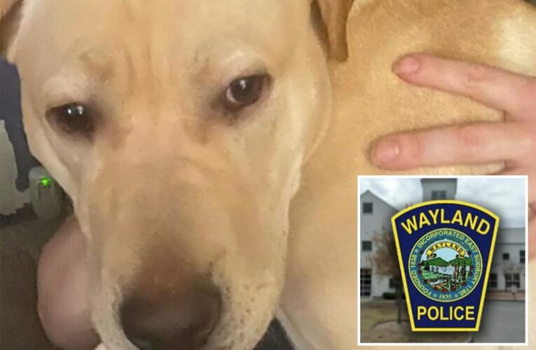 Massachusetts cop kills family dog after responding to 911 call