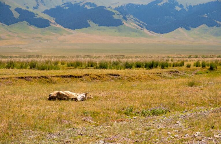 Dozens of cattle slaughtered mysteriously in Colorado