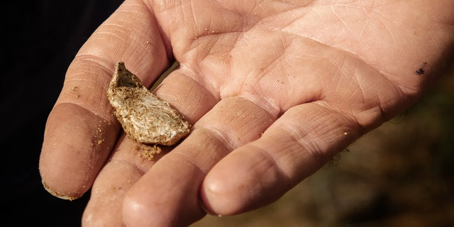 Fired and flattened musket ball found at the burial site in Camden, South Carolina.