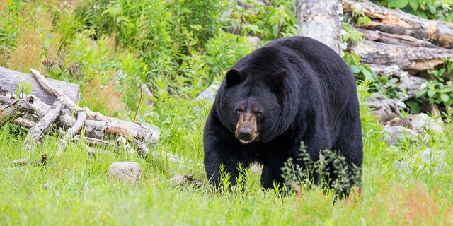 In August, Vermont Fish and Wildlife Department Bear Biologist Jaclyn Comeau said bear attacks in the state were rare, with the department having records of just three previous attacks.