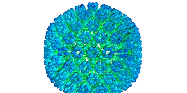 This image provided by U.S. Department of Health and Human Services shows an illustration of the outer coating of the Epstein-Barr virus, one of the world’s most common viruses. New research has shown stronger evidence that the Epstein-Barr infection could set some people on the path to later developing multiple sclerosis.  