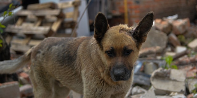 A dog among the ruins at the village of Malaya Rogan after Ukrainian forces take back the village from Russian forces in Kharkiv, Ukraine on May 18, 2022. 