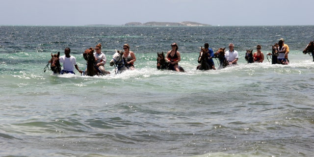 A horseback riding tour walking through the Ocean in Grand Turk.