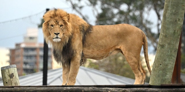 Lion 'Ato' looks on during the first birthday of his five cubs at the Taronga Zoo in Sydney on August 12, 2022.