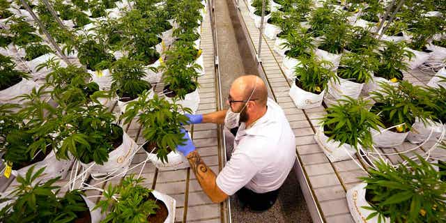 Jeremy Baldwin tags young cannabis plants at a marijuana farm operated by Greenlight.