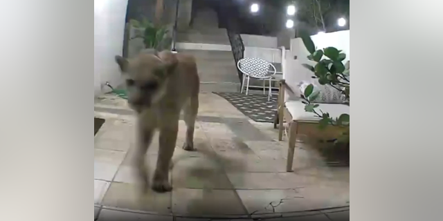 Residents said they are familiar with the mountain lion known as P-22, as they often find him on their security cameras.