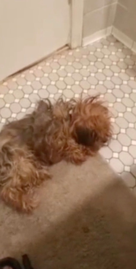 The beating dog lying on a bathroom floor
