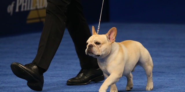 2022 National Dog Show Best In Show Winner, French bulldog named Winston.