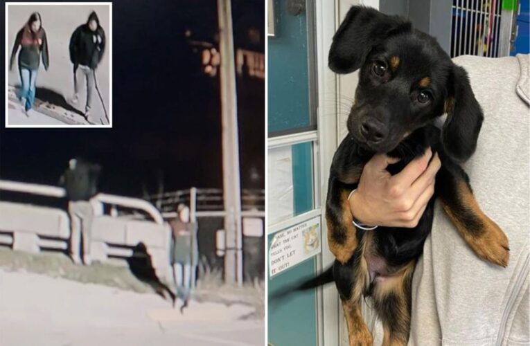 Michigan cop Tyler Nousen adopts puppy dropped over bridge