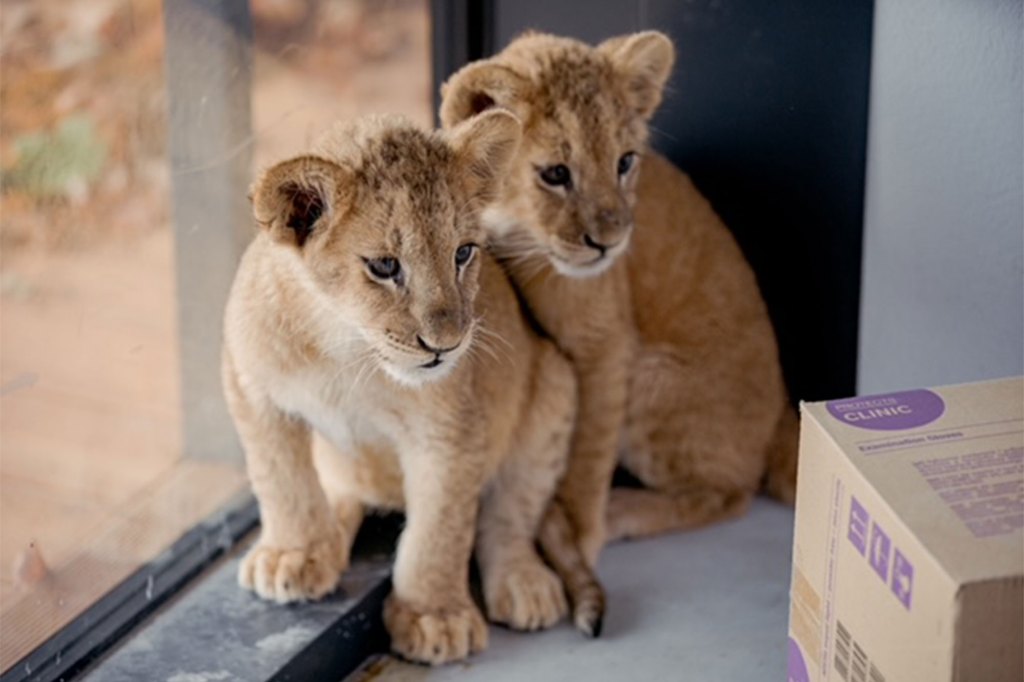 The cubs were brought to Sabin's attention by the International Fund for Animal Welfare.