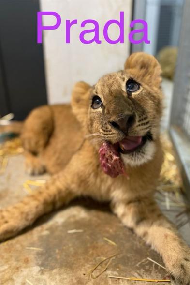The lions will be brought to an animal sanctuary in Minnesota.