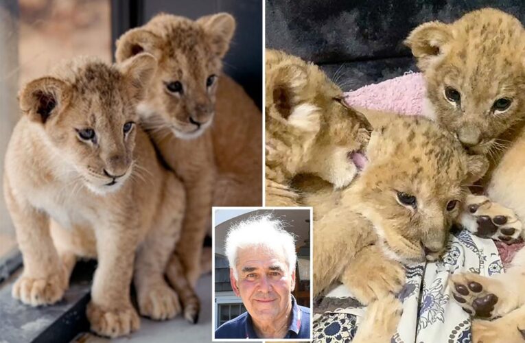 NY mogul Andy Sabin put up $50K to rescue lion cubs from Ukraine