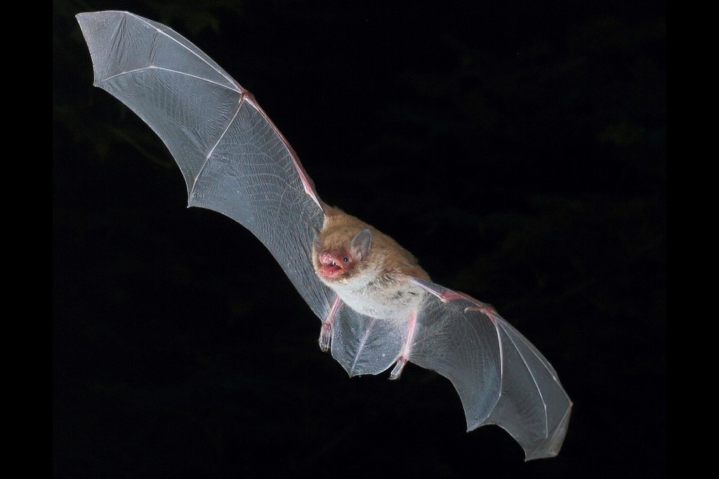 According to the professor, bats use the same technique as death metal singers to create sound. 