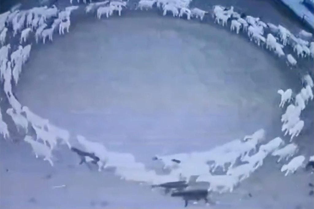 Sheep walking in a circle formation on a farm in China.