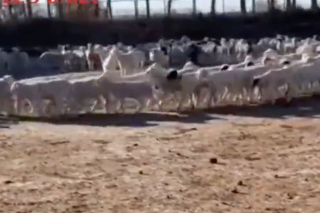 Hundreds of sheep walking in a circle on a farm in China.