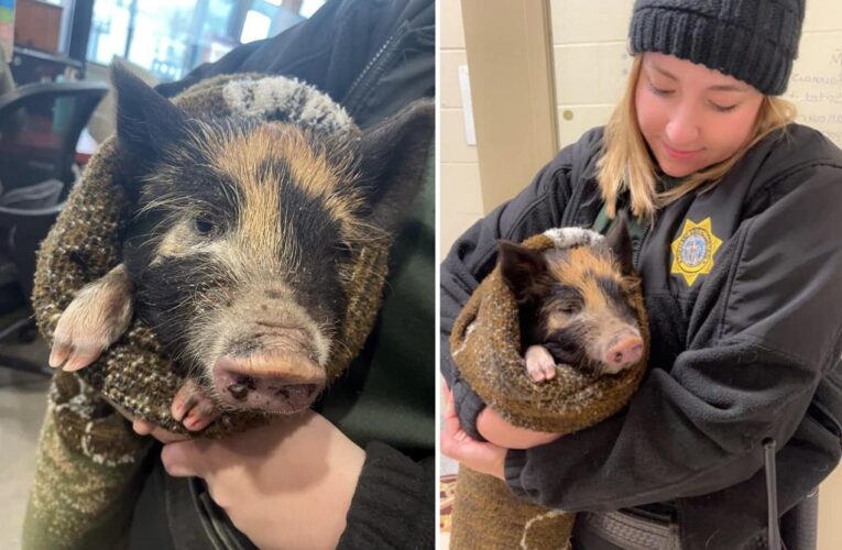 Pet pig found in Wyoming after surviving subzero temperatures