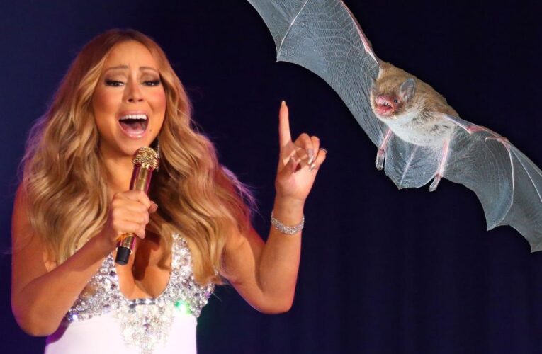 Bats have a better vocal range than Mariah Carey: study