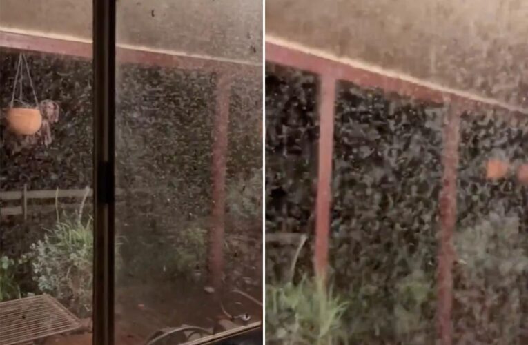 Swarm of bloodsucking mosquitoes cloud home amid heavy rain: video