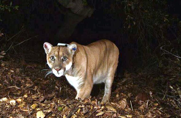 California dog killed by mountain lion while on a walk in Los Angeles