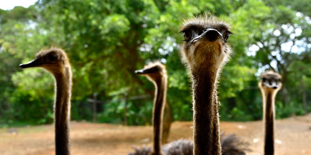 A passenger in a police vehicle was recorded reaching out to grab an ostrich by its neck but is unable to hold on. The animal briefly falls to the ground before it begins to run away.