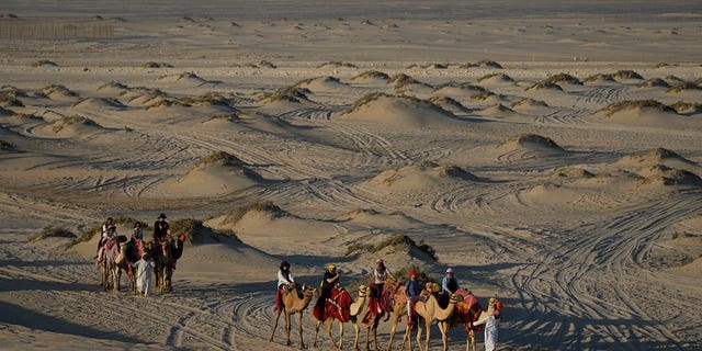 People ride camels in Mesaieed, Qatar, Nov. 26, 2022. Throngs of World Cup fans in Qatar looking for something to do between games are leaving Doha for a classic Gulf tourist experience: riding a camel in the desert. But the sudden rise in tourists is putting pressure on the animals, who have almost no time to rest between each ride. 