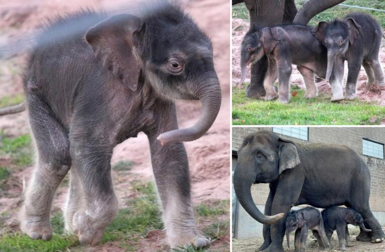 Rare twin elephants born at Syracuse, NY zoo