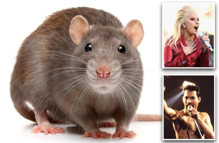 Rats have rhythm like humans and like music like Lady Gaga, Queen: Study