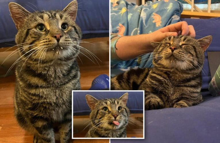 ‘Sad’ cat Fishtopher adopted after becoming viral sensation