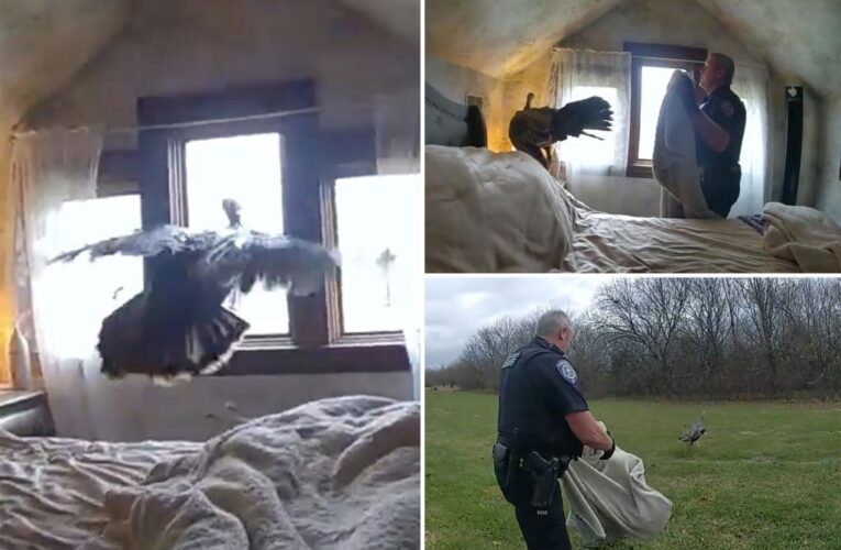 Kansas cops pardon turkey from charges after breaking into home