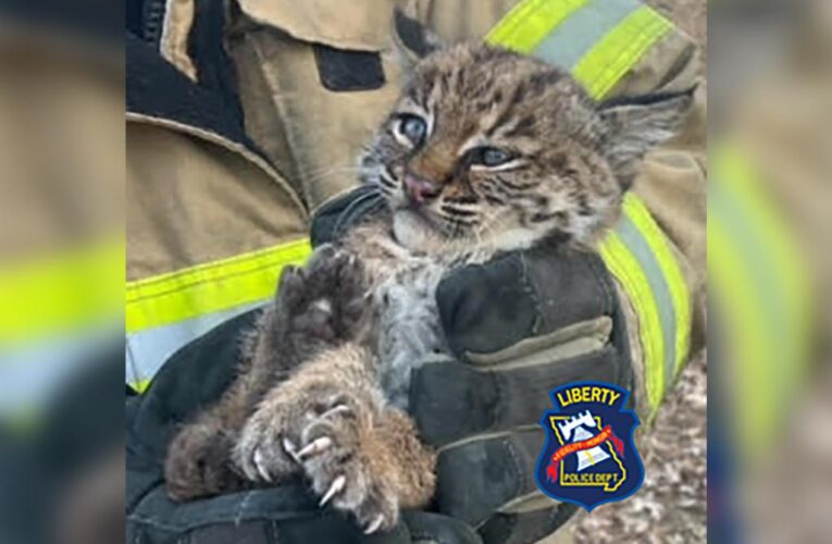 Missouri woman bitten after ‘kitten’ turned out to be a bobcat