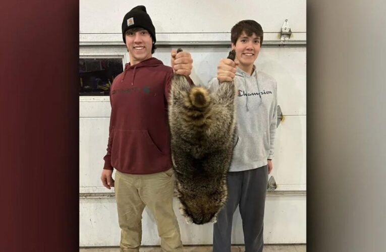 35-pound raccoon steals Missouri state record