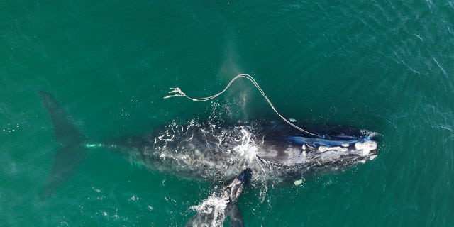 An endangered North Atlantic right whale gets entangled in fishing rope with a newborn calf in waters near Cumberland Island, Georgia, on Dec. 2, 2021.