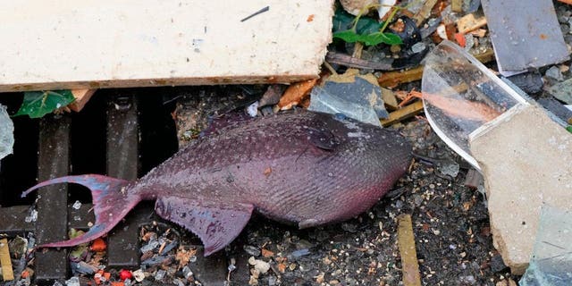 A fish lays in the debris in front of a hotel where an huge aquarium has burst in Berlin, Germany, Friday, Dec. 16, 2022. German police say a huge fish tank in the center of Berlin has burst, causing a wave of devastation in and around the Sea Life tourist attraction. (Soeren Stache/dpa via AP)