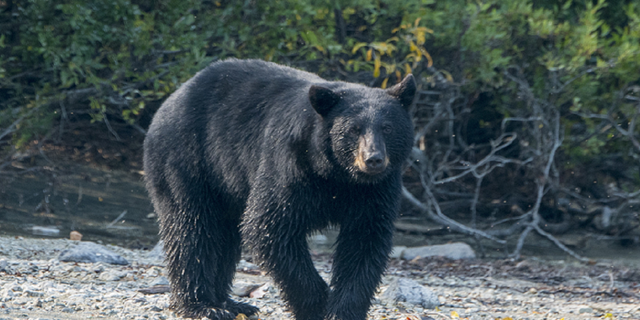 An American black bear