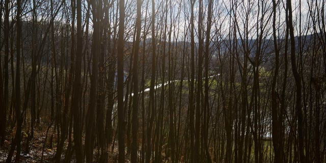 A Croatian MiG-21 military plane crashed during a training flight on Tuesday. The crash happened in an uninhabited forest and a search team is still looking for the crew. Pictured is the road to Croatia is seen through trees in Velika Kladusa, Bosnia and Herzegovina.