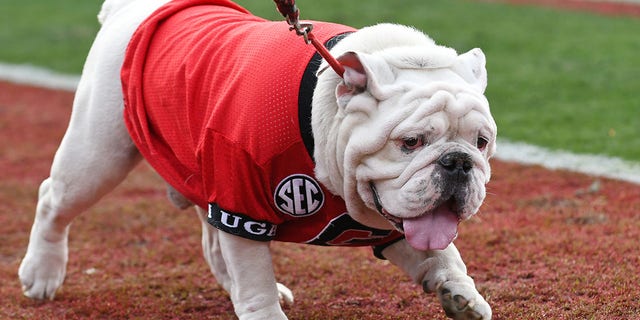 Georgia Bulldogs mascot UGA X walks on the field during a game between the Georgia Tech Yellow Jackets and Georgia Bulldogs Nov. 26, 2022, at Sanford Stadium in Athens, Ga. 