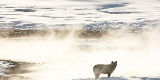 This Jan. 24, 2018, photo released by the National Park Service shows a wolf from the Wapiti Lake pack silhouetted by a nearby hot spring in Yellowstone National Park, Wyo. Park officials say hunters in neighboring states have killed 20 of the park's renown gray wolves in recent months, most of them in Montana after the state lifted hunting restrictions near the park. (Jacob W. Frank/National Park Service via AP, File)