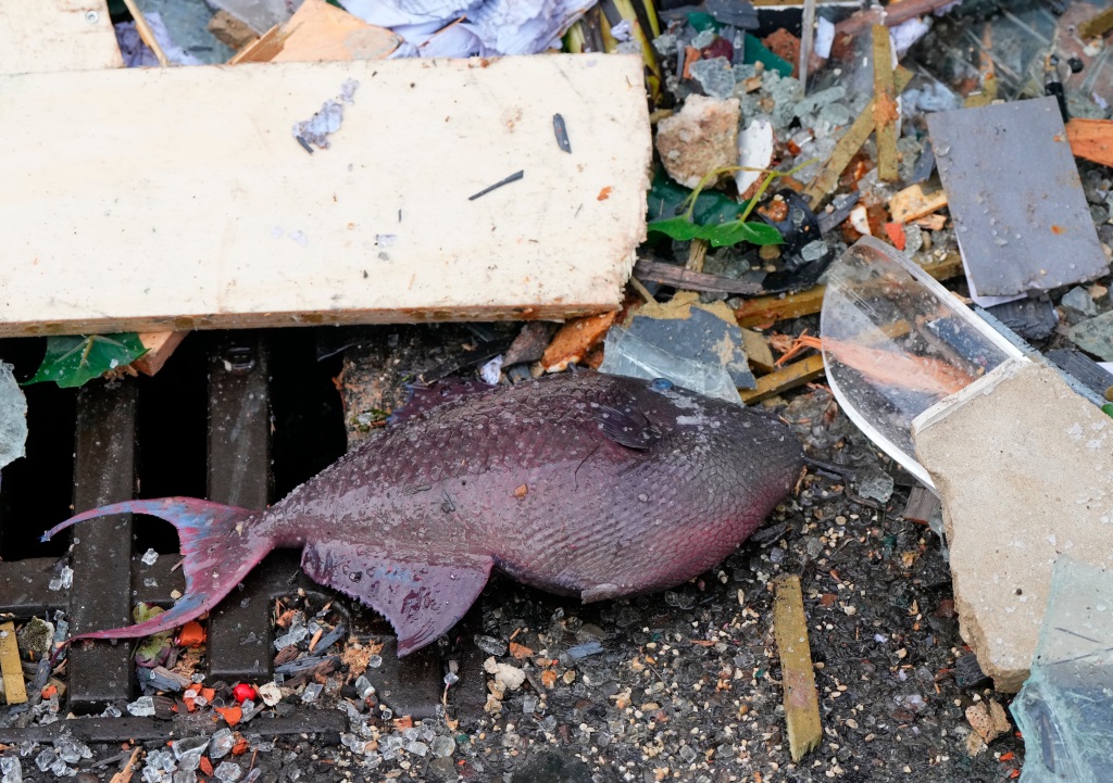 A dead fish on the ground after an aquarium burst in Berlin.