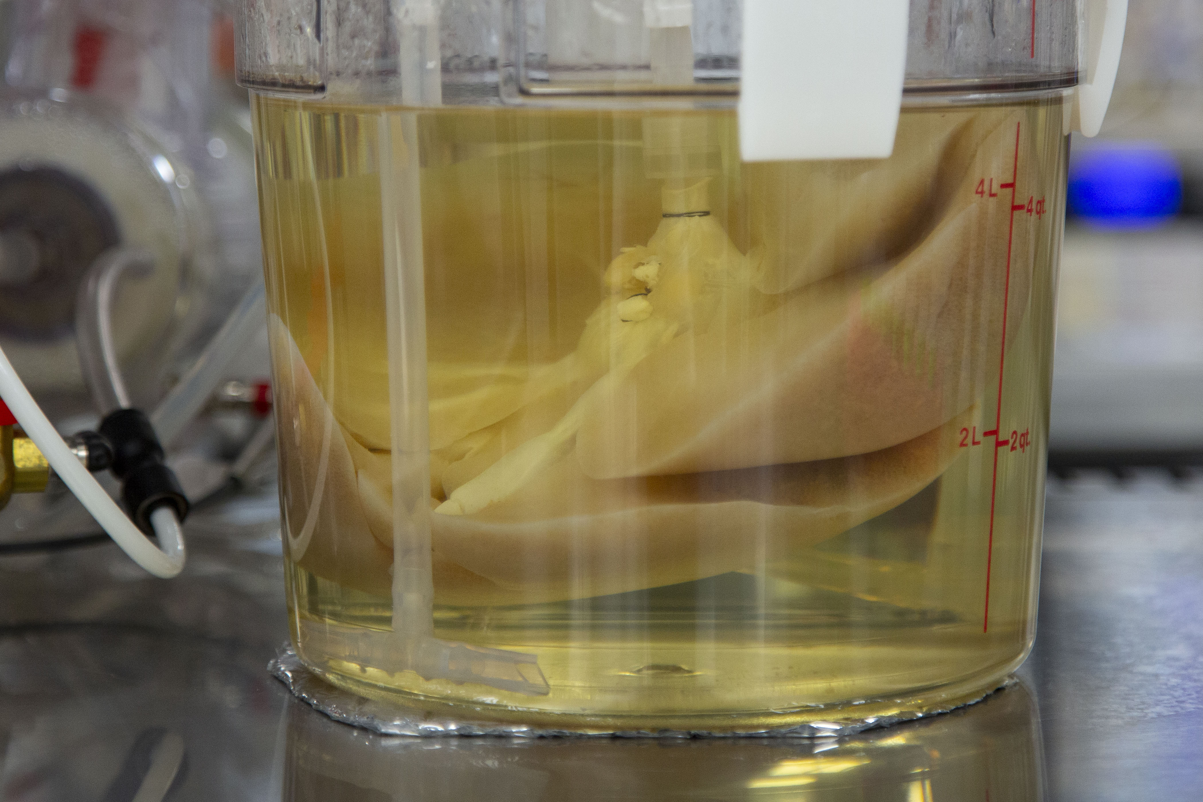 A pig liver growing in a bioreactors in a Micromatrix laboratory in Eden Prairie, Minn. 