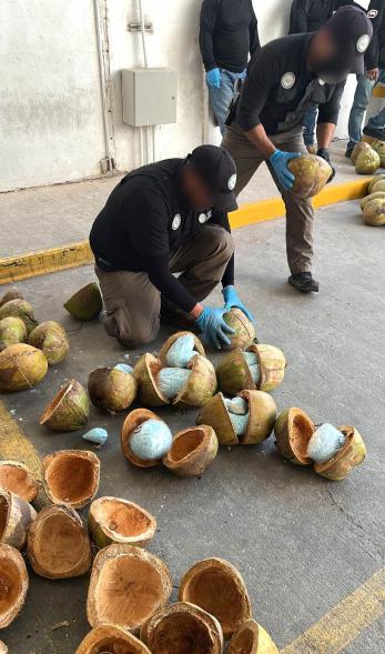 A picture showing coconuts filled with fentanyl pills hidden inside.