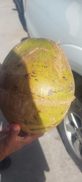 A picture showing coconuts filled with fentanyl pills hidden inside.